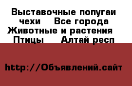 Выставочные попугаи чехи  - Все города Животные и растения » Птицы   . Алтай респ.